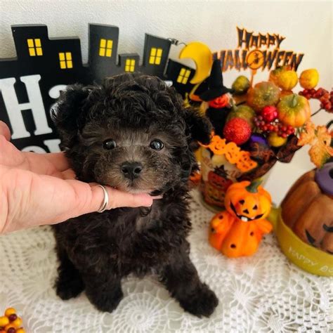Ideas For Teacup Poodles