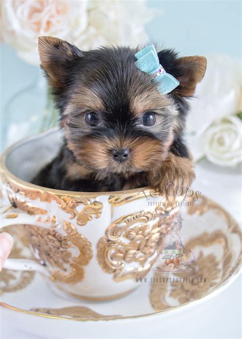 Ideas For Teacups Dogs Price