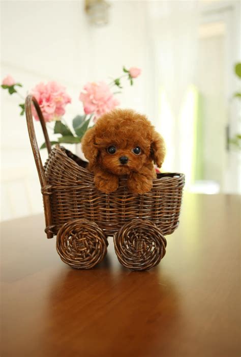 Ideas For Toy Dogs Sale