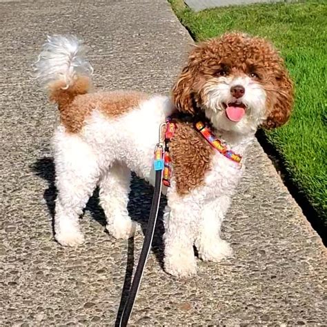 Ideas For Toy Parti Poodle Information