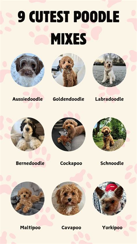 Ideas For Types Of Poodles Mixes