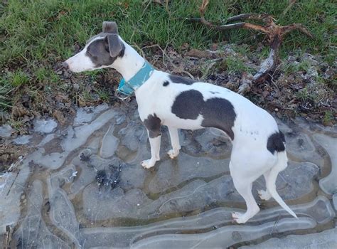 Ideas For Whippet Cross