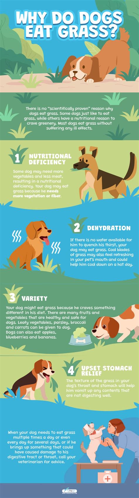 Ideas For Why Do Dogs Eat Grass