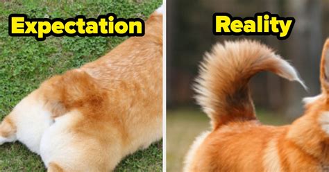Ideas For Why Do People Cut Dogs Tail