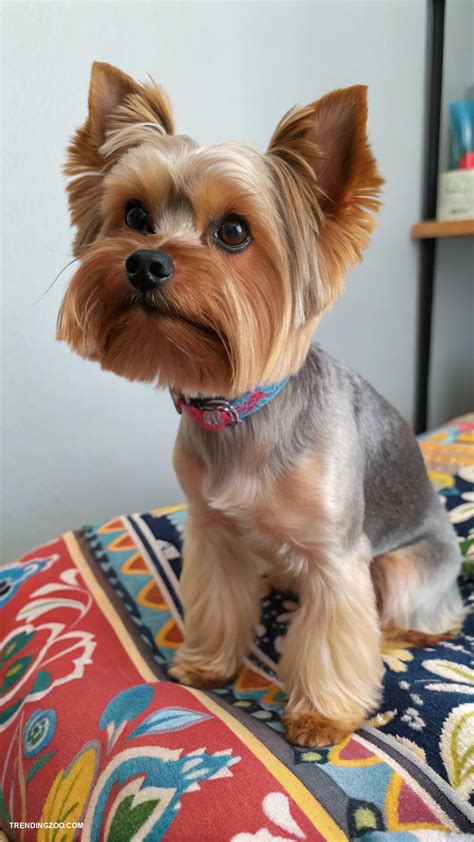 Ideas For Yorkie Haircuts