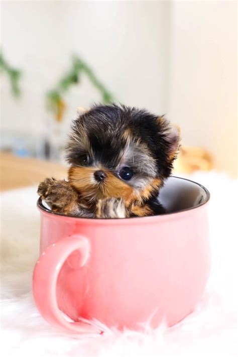 Ideas For Yorkies Teacup