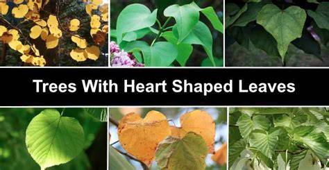 Identification Trees With Heart-Shaped Leaves