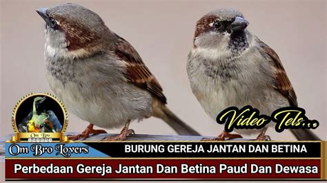 Identifikasi Burung Gereja Jantan dan Betina