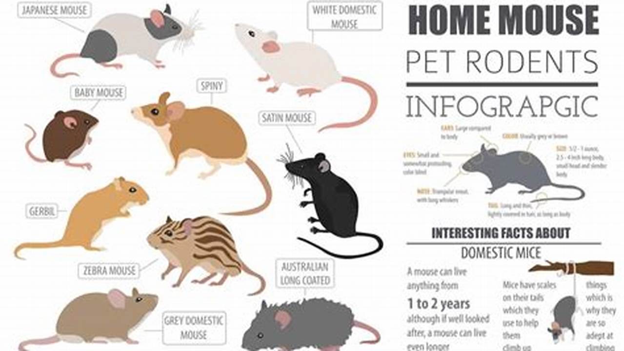 Identify Different Types Of Mice, Free SVG Cut Files