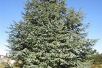 Identify Cedar Trees