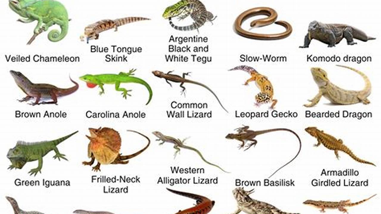 Identifying Different Types Of Lizards Is Easy Because Most Have., Images