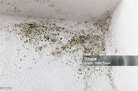 Identifying Black Mold (Stachybotrys chartarum)