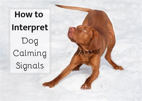 Identifying Calming Signals and Displacement Behaviors