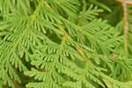 Identifying Cedar Trees