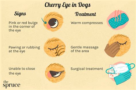 Identifying Cherry Eye Symptoms