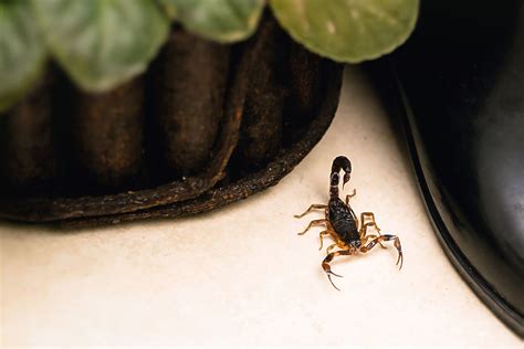 Identifying Common House Scorpions
