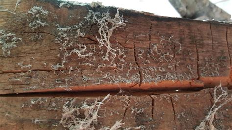 Identifying Dry Rot Signs