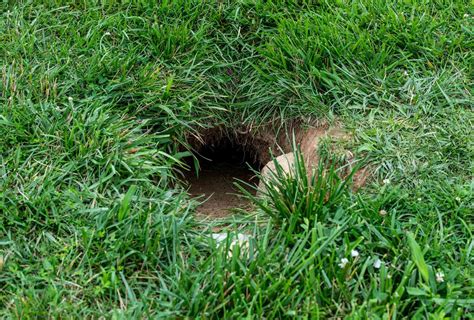 Identifying Groundhog Damage