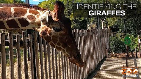Identifying Individual Giraffes