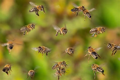 Identifying Problematic Bees