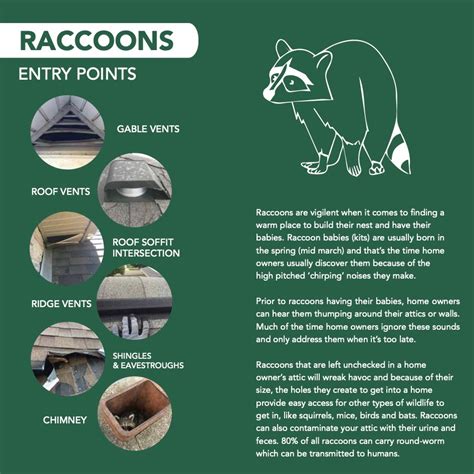 Identifying Raccoon Entry Points