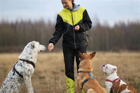 Identifying Your Dog