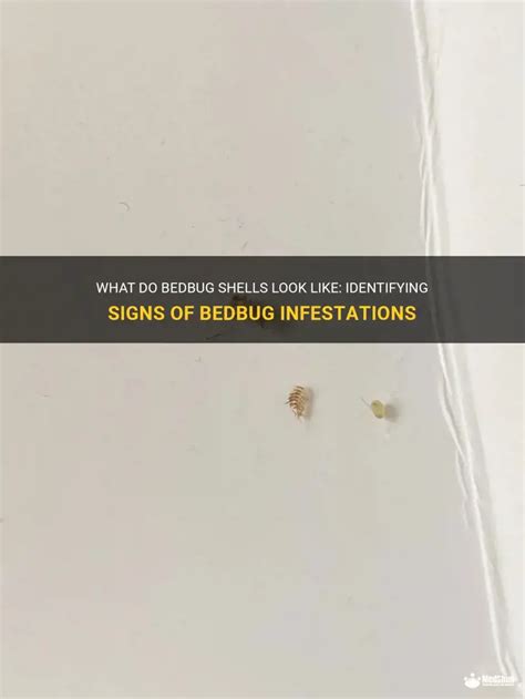 Identifying a Bedbug Infestation