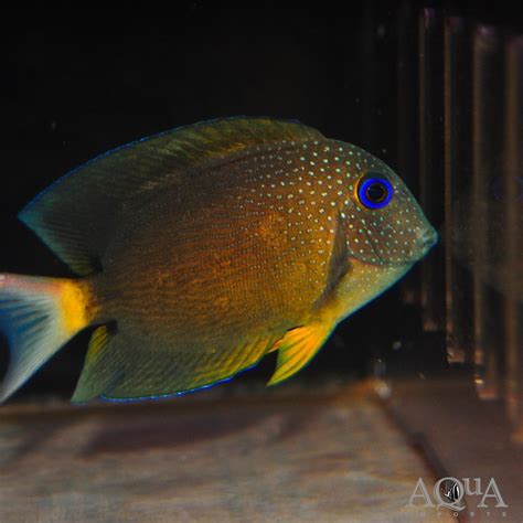 Identifying the Blue Eye Tang