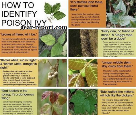 Identifying the Enemy: Recognizing Poison Ivy