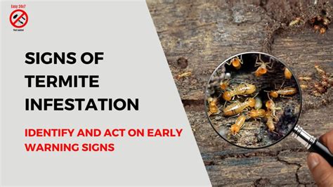 Identifying the Enemy: Recognizing Termite Infestation Signs