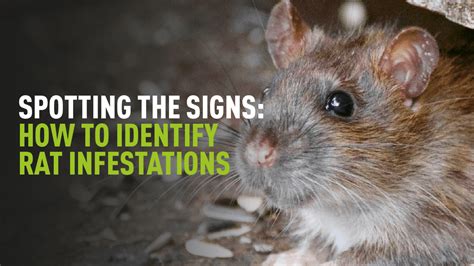Identifying the Enemy: Recognizing Rat Infestation Signs