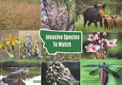 Identifying the Invasive Species