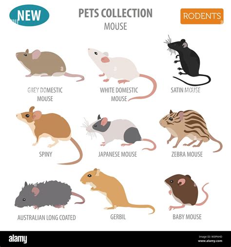 Identifying the Mouse Species