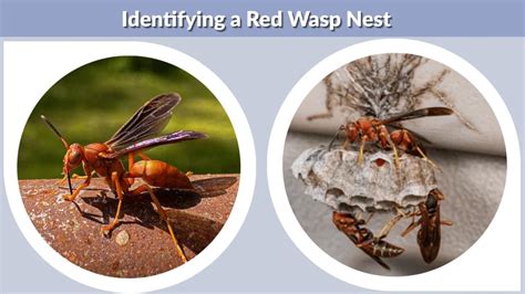 Identifying the Nest: Appearance and Location