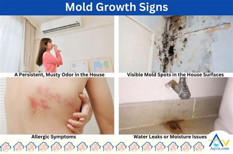 Identifying the Signs of Mold Growth