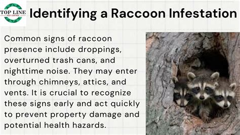 Identifying the Signs of Raccoon Entry