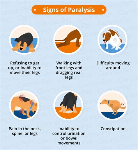 Identifying the Signs of a Paralysis Dog