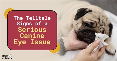 Identifying the Telltale Signs of Canine Conjunctivitis