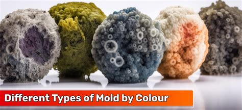 Identifying the Types of Mold You Might Face