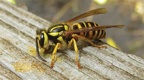 Identifying the Yellow Jacket Problem in Your Wall