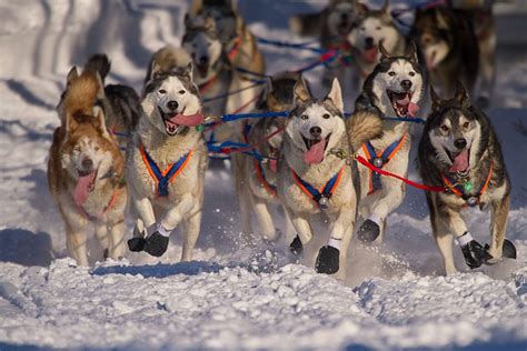 Iditarod History