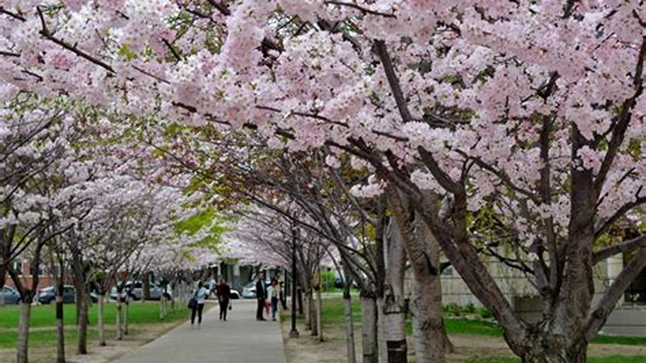 If You Are Wondering Where To See Cherry Blossoms In Toronto Beyond High Park, I’ve Found Seven Other Great Spots With Far Fewer Crowds., 2024