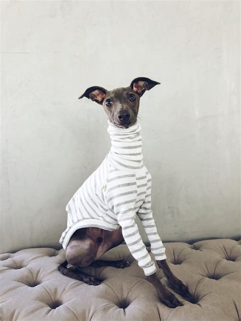 Iggy Italian Greyhound Clothes