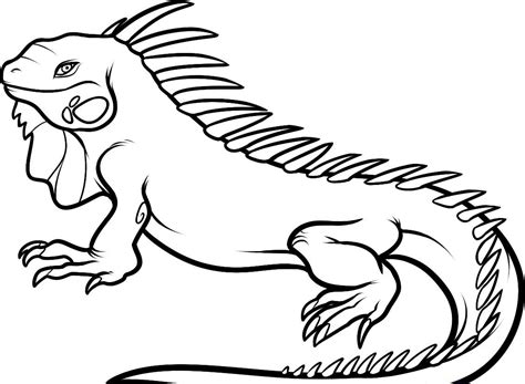 Iguana Coloring Pages Printable