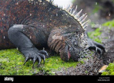 Iguana Feeding