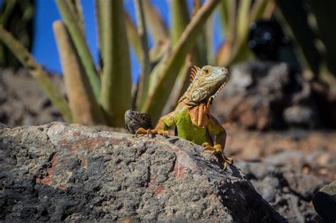 Iguanas Crocoparc