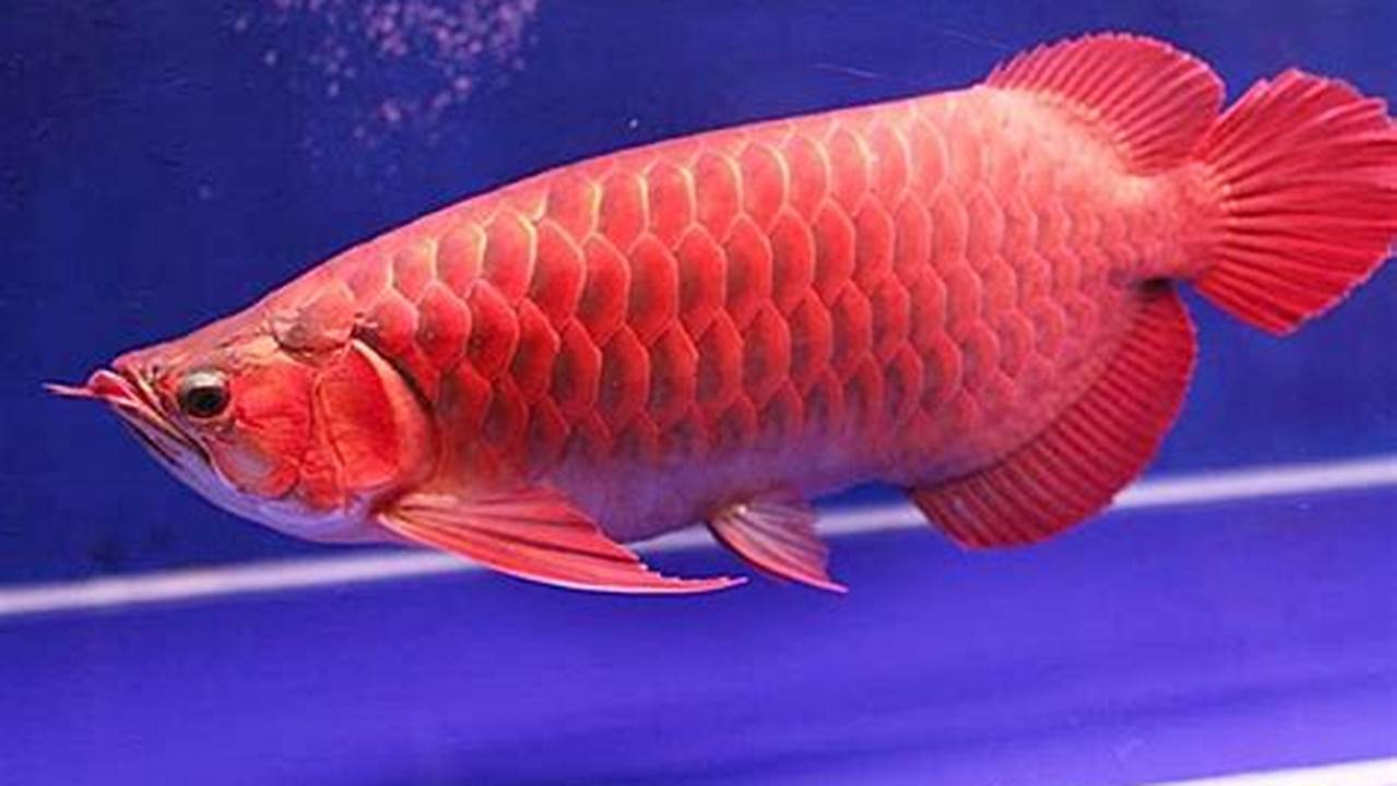 Ikan Arwana Super Red, Ikan Arwana