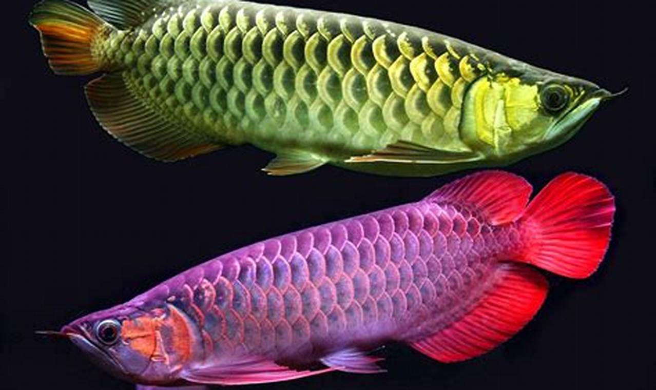 Rahasia Ikan Arwana: Panduan Lengkap untuk Memahami dan Merawat Ikan Hias Legendaris Ini
