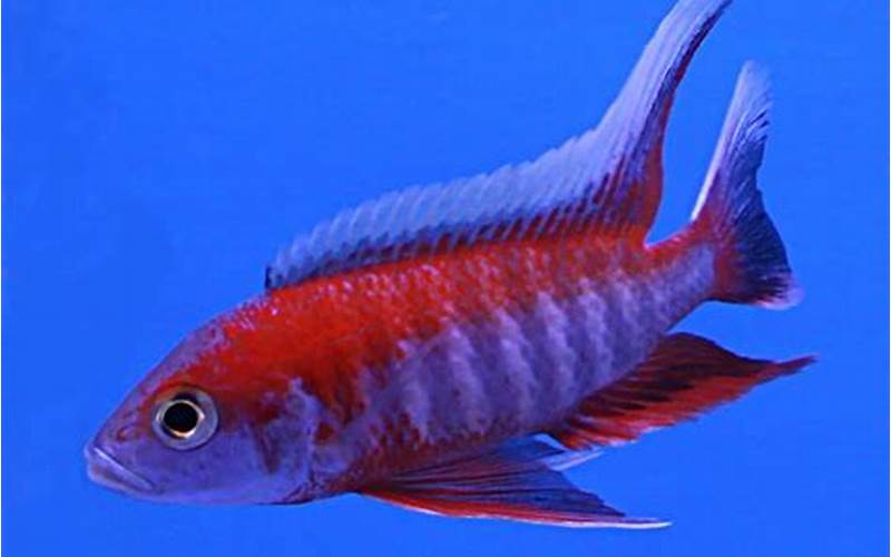 Ikan Aulonocara