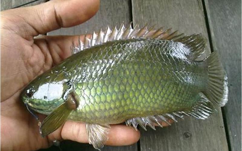 Ikan Betok Papuyu Di Kolam Terpal